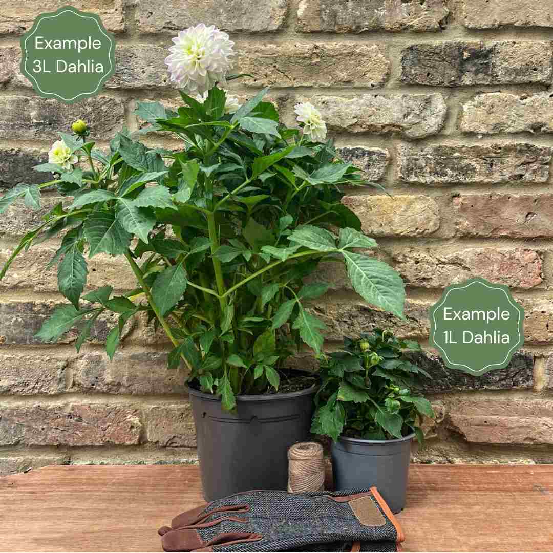 1_b55460ec-eb0c-4abe-a2e7-e358f16c359a